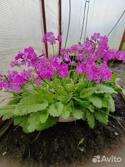 Примула сортовая