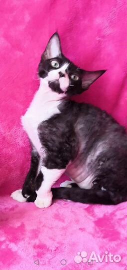 Девон мальчик