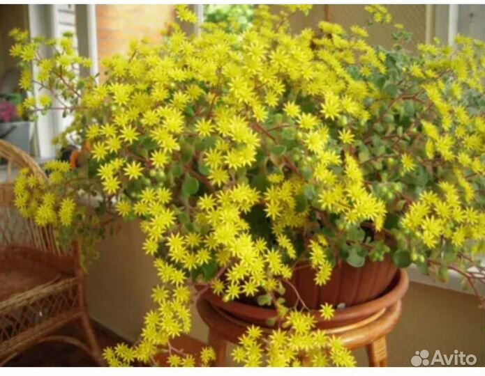 Аихризон-дерево любви, оксалис