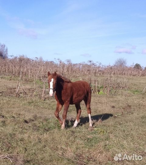 Жеребёнок отьем