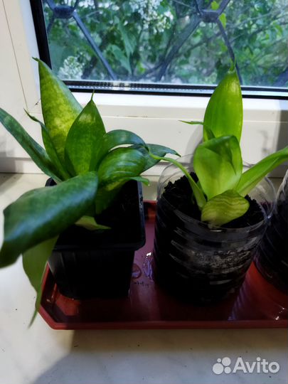 Сансевиерия ханни растение в горшочке