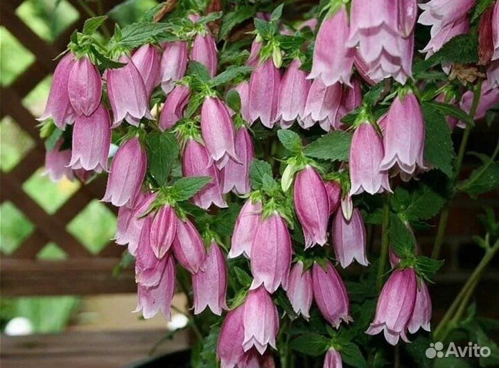 Колокольчик точечный