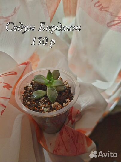 Суккуленты