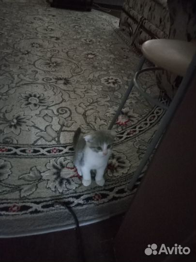 Котята шотландской вислоухой кошки