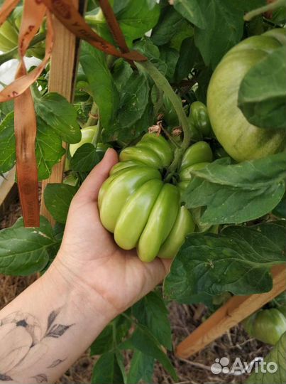 Семена сортовых томатов