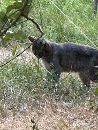 Кошки в добрые руки