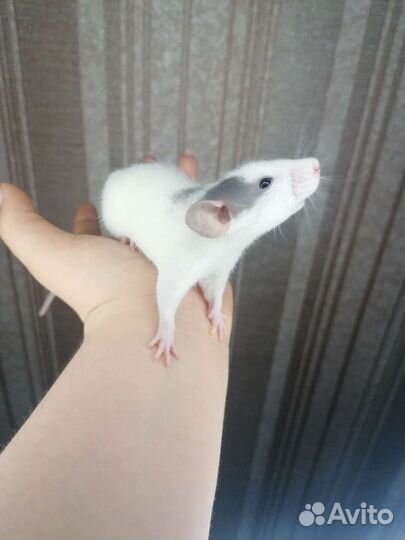 Крыски дамбо