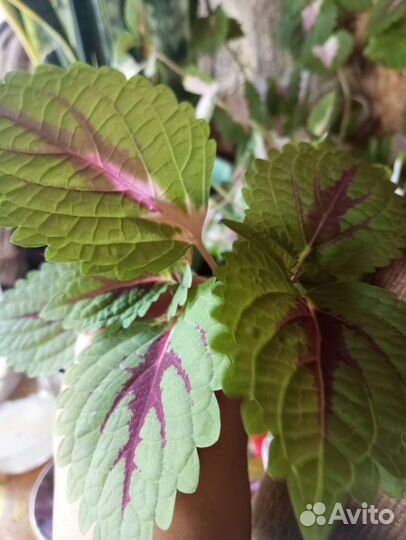 Колеус отдам