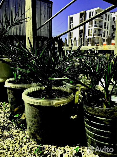 Финиковая пальма