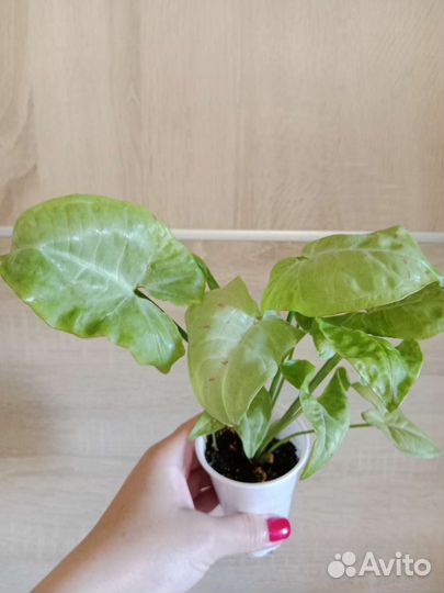 Сингониумы сортовые часть 3