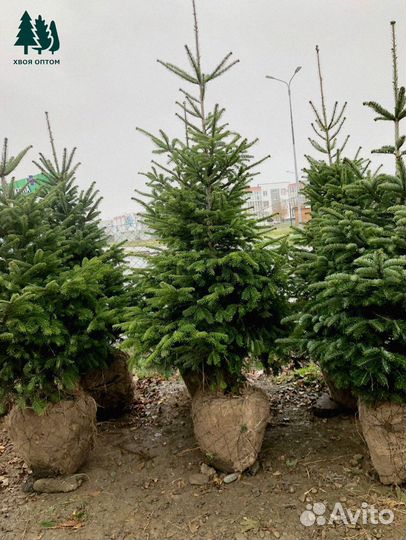 Пихта разных размеров из питомника