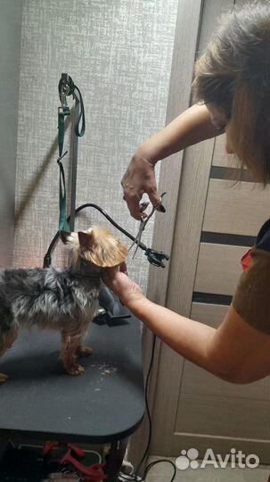 Уход за животными