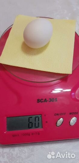 Домашние куриные яйца