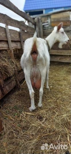 Козы,кролихи