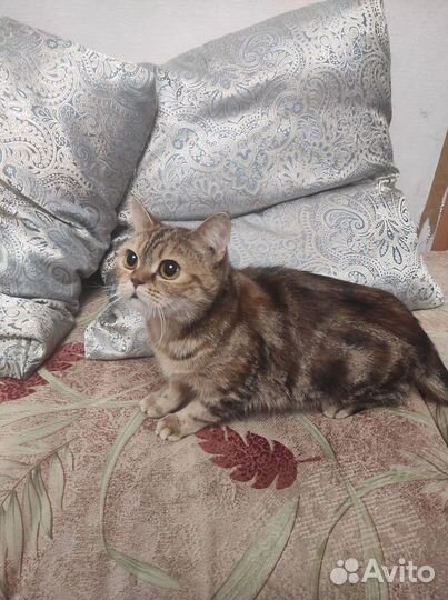 Кошки в добрые руки