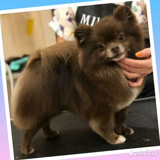 Уход за Вашими питомцами (стрижка, груминг)