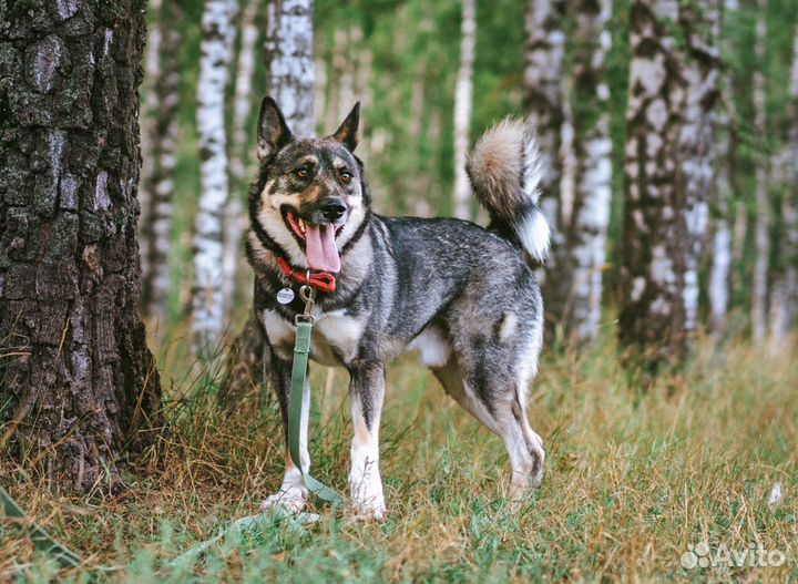 Прекрасному Байкалу не место в приюте