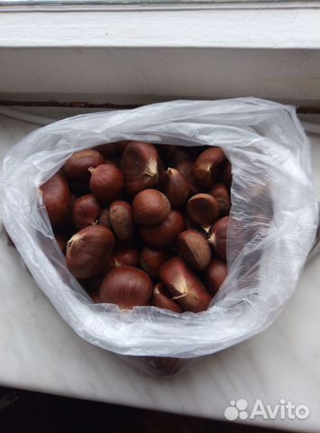 Продам растение каштаны