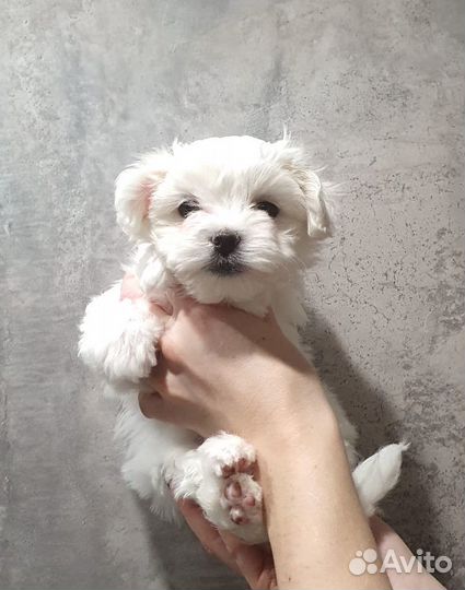 Крошка на ладошку Мальтезе