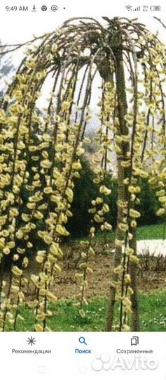 Ива козья на штамбе