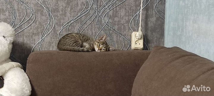 Метис шотландца