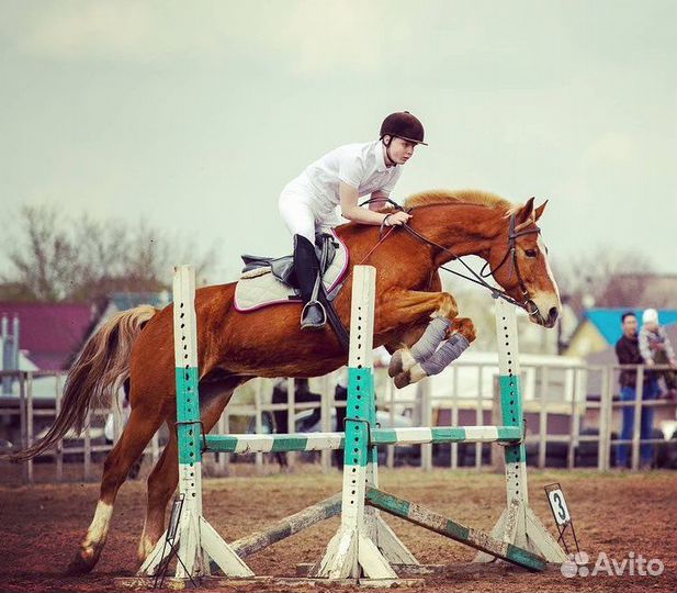 Конные прогулки