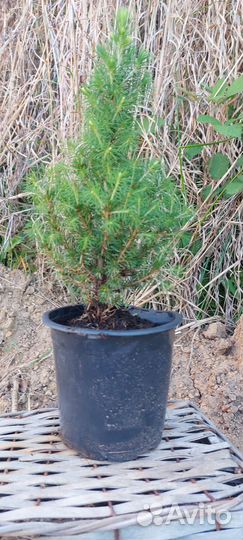 Ель канадская konica