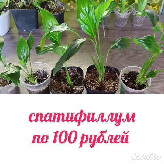 Комнатные растения