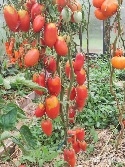 Семена томатов сезон 2023-2024