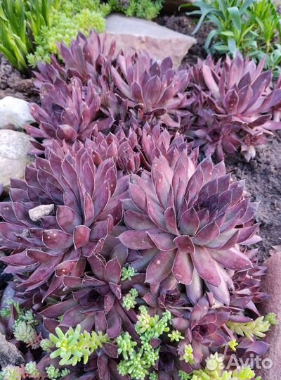 Молодило гибридное Bronco