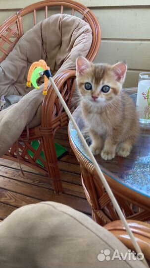Котята золотая шиншилла