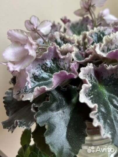 Фиалка Wild Irish rose