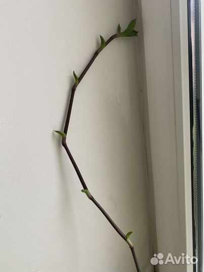 Растение золотой ус