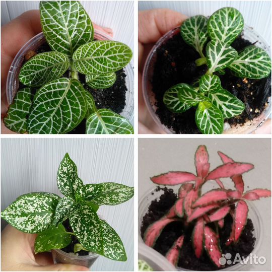 Фиттонии, пеперомия и другие