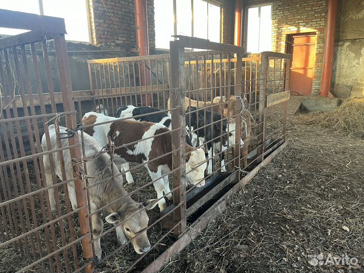 Телята, бычки телочки