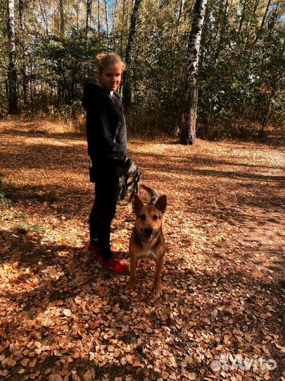 Передержка/Выгул собак