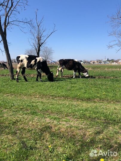Телочки Бычьков нет