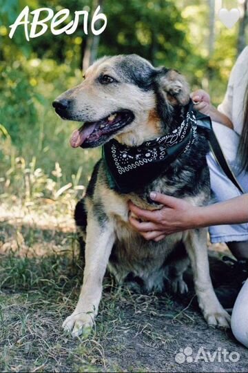 Авель из приюта ждёт хозяина