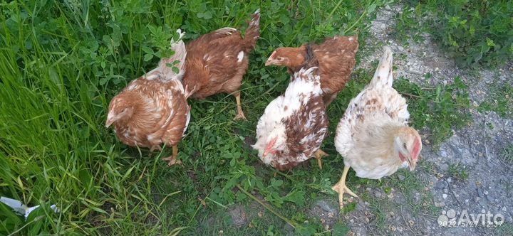 Молодняк кур-несушек породы хайсекс-браун