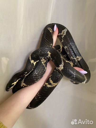 Амурский полоз, змея