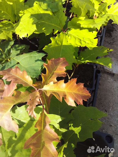 Дуб красный