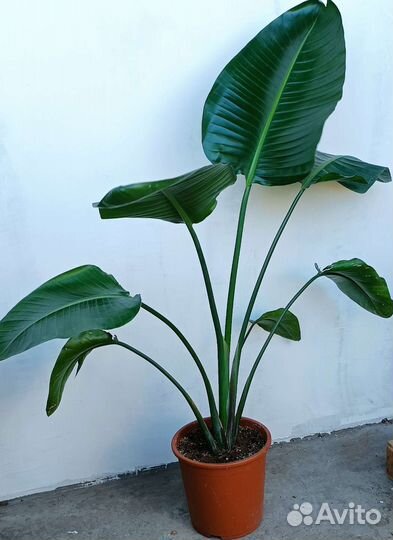 Стрелиция Николая