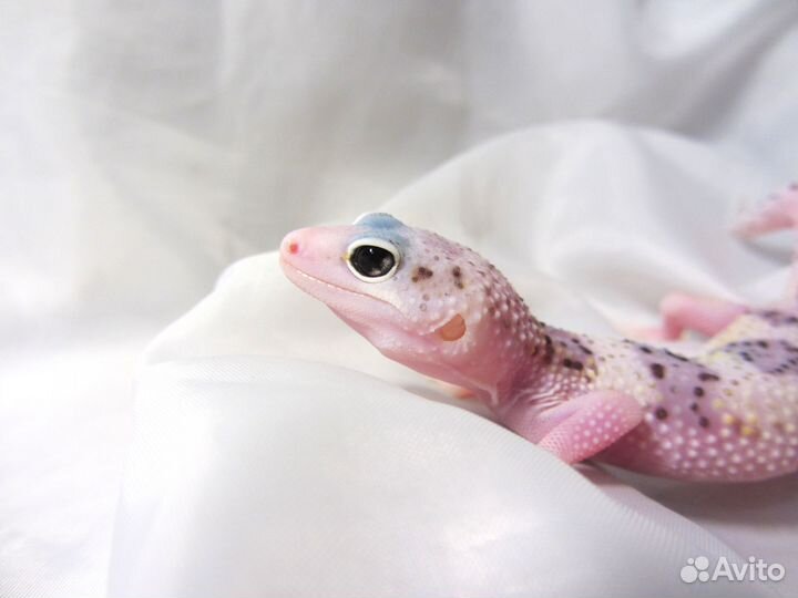 Морфные эублефары