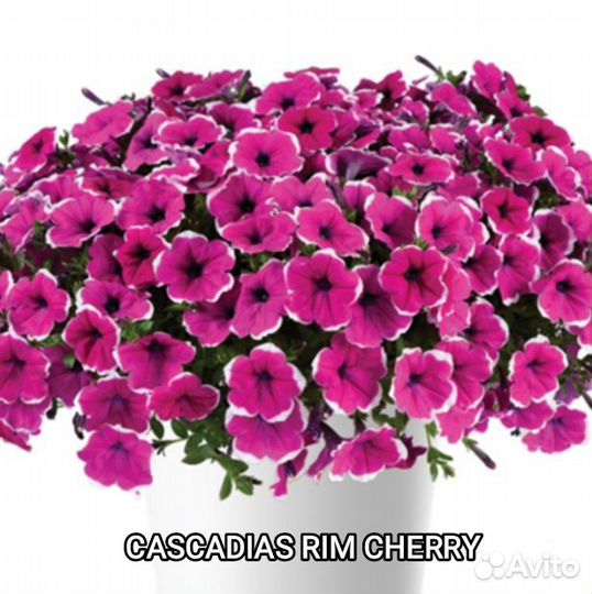 Вегетативная петуния