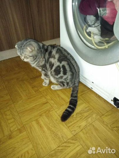 Шотландец вислоухий