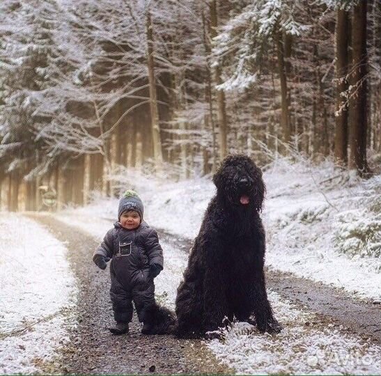 Вязка Русский Чёрный Терьер