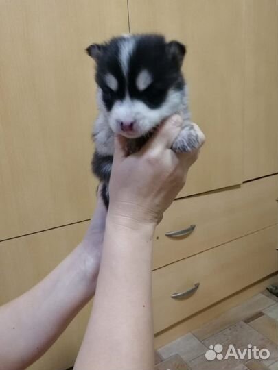 Щенки хаски