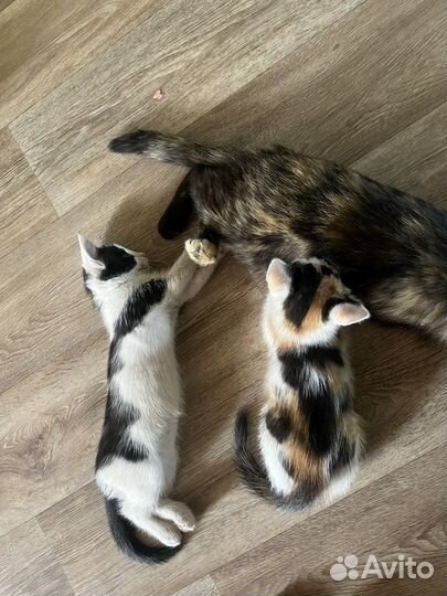 Котята в добрые руки