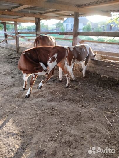 Породистые телочки