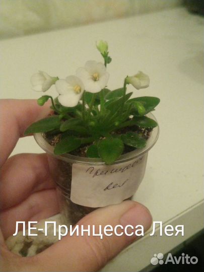 Фиалки сортовые